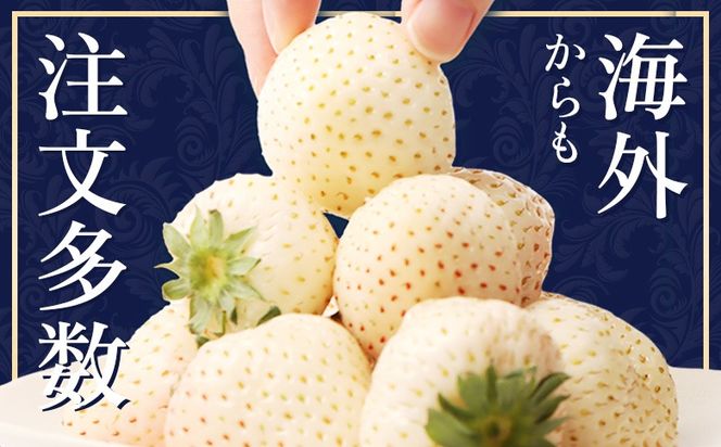 【2027年１月以降発送！】【北海道産】ゆきいちご（白いちご） 2Pセット 250g×2 計500g 苺 イチゴ 白いちご 一季成りイチゴ ゆきぼたん パールホワイト 希少 高級 ギフト お取り寄せ ふるさと納税 北海道 中標津【59001】