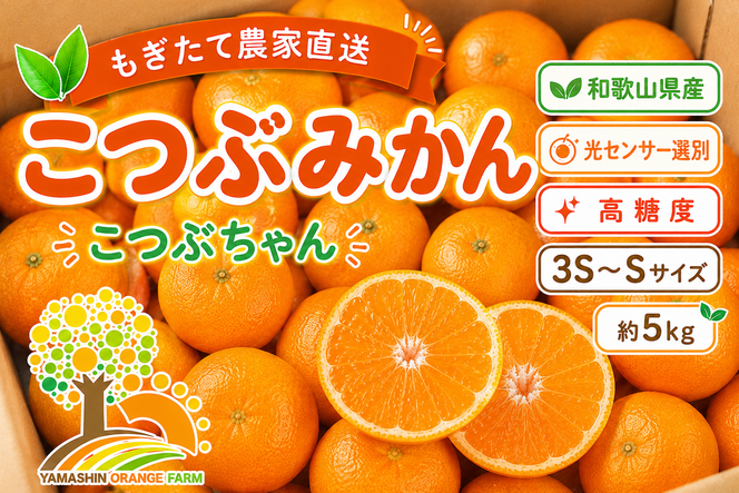 ちっちゃな 有田みかん こつぶみかん 5kg （3S～2Sサイズ混合）| 小粒 光センサー選別 温州みかん みかん 柑橘 果物 くだもの フルーツ