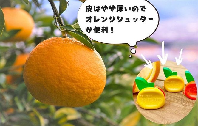 甘夏 玉ぞろい 箱込 2.5kg ( 内容量約 2.3kg ) 秀品 優品 混合 2L  L M サイズのいずれか 和歌山県 産地直送 ［皮むき器付き］ ［みかんの会］ AX256