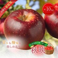 【2026年発送】志賀高原の麓で育った 秋映 （家庭用）約10kg りんご 10kg フルーツ 果物 デザート おやつ 長野県 長野