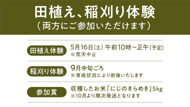 【2026年5月16日(土曜日) 開催予定】親子で米作り体験（田植え・稲刈り体験）にじのきらめき 5kg付き 茨城県 稲刈り農業 農業体験 子供 家族 参加型 自然 食育 虹のきらめき