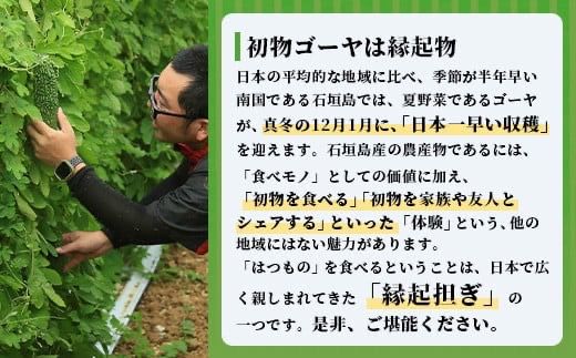 【予約受付】「最優秀賞」受賞の農家！希少品！贈答用「初物ゴーヤ」2024年12月下旬から2025年1月上旬発送【 ふるさと納税 沖縄県石垣市 沖縄 石垣 石垣島 希少 贈答 初物 ゴーヤ 離島のいいもの 沖縄いいもの石垣島 】OI-1