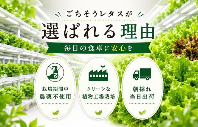 099H2937 【朝採れ発送】ごちそうレタス 3種食べ比べセット（8袋・栽培期間中農薬不使用）