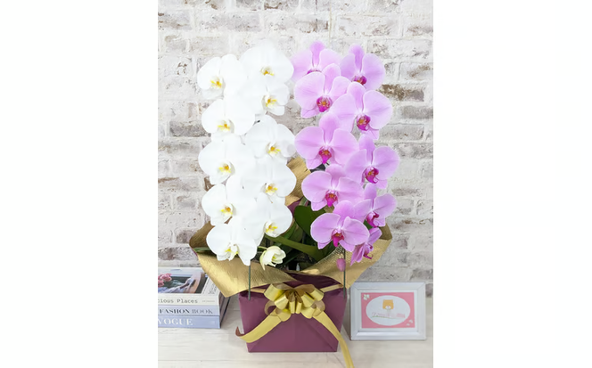 B098　【☆新機能☆ZERO胡蝶蘭】　紅白胡蝶蘭　２本立て＊白・ピンク＊（大輪）＜７つの特典付き！＞〈約高さ８５ｃｍ、横幅４０ｃｍ、奥行き４０ｃｍ〉22輪以上