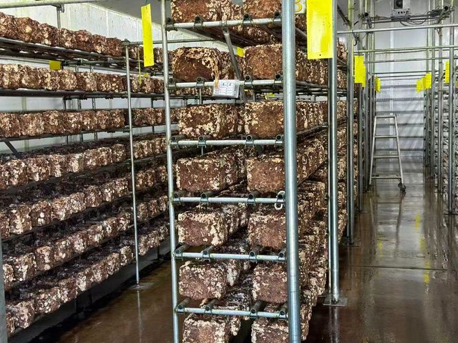 肉厚生しいたけ