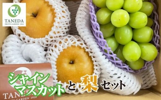 [先行受付・産直もぎたて]シャインマスカットと梨のセット(フルーツ 果物 くだもの ブドウ ナシ 旬 先行受付 2025 贈答用 限定 産地直送)