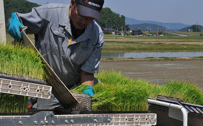 新米 令和8年度産 但馬産 コシヒカリ出石渓流米 5kg ～若手生産者限定・応援プロジェクト～/ お米 こしひかり 5キロ 兵庫県 但馬 出石 米 白米 精米 コメ こめ ご飯 ごはん ライス