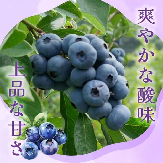【先行受付予約】知多半島 生ブルーベリー 1.2kg（100g×12パック） 完熟 果物 フルーツ 旬 農園直送 青果物 国産 健康 美容 愛知県 美浜町 ブルーベリーの里みはま 産地直送 ※2026年6月上旬～8月中旬に順次発送予定 送料無料 数量限定 期間限定 ※北海道・沖縄・離島への配送不可