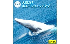 ホエールウォッチング 大人1名分相当 7000円分クーポン レジャー 体験型 アクティビティ ウォッチング 観察 旅行 観光 遊ぶ クジラ くじら 鯨 イルカ 船【宇佐ホエールウォッチング協会】 [BQCH001]