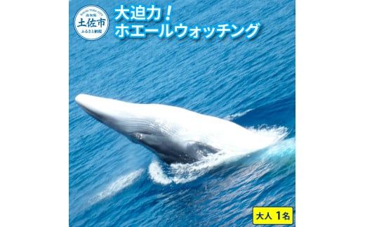 ホエールウォッチング 大人1名分相当 7000円分クーポン レジャー 体験型 アクティビティ ウォッチング 観察 旅行 観光 遊ぶ クジラ くじら 鯨 イルカ 船【宇佐ホエールウォッチング協会】 [BQCH001]