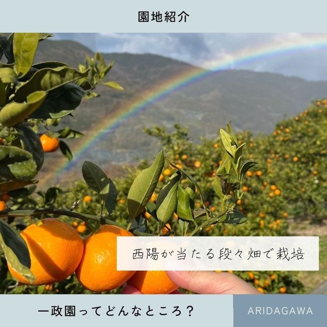 【ふるさと納税】【先行予約】 八朔 9.3kg（箱込み10kg） 家庭用 サイズ混合 柑橘 フルーツ はっさく 産地直送 お取り寄せ 送料無料 FA11