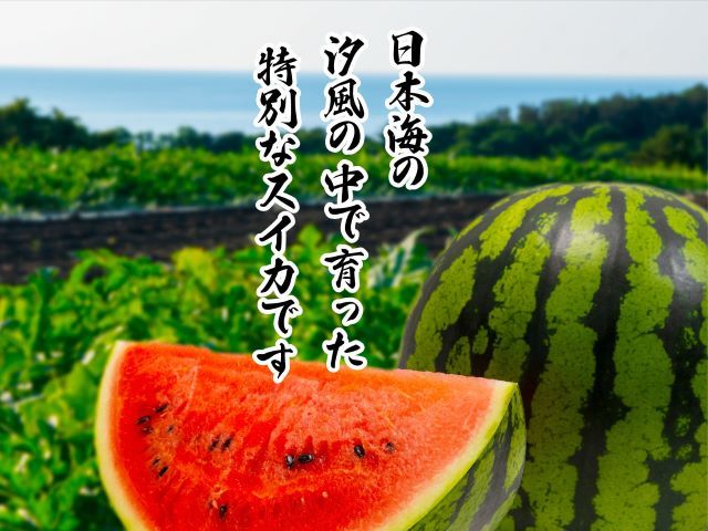 先行予約 訳あり 工藤さんが作ったスイカ 3～5玉 品種おまかせ スイカ すいか 果物 くだもの フルーツ 旬の果物 旬のフルーツ 季節のフルーツ デザート 訳アリ 青森 青森県 鰺ヶ沢町