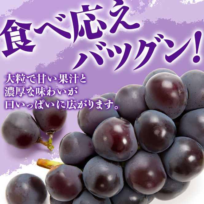 【2027年先行受付】 白桃 ニューピオーネ 約1.2kg セット 桃 2玉 ぶどう 1房 岡山県産  御中元 ギフト 御礼 プレゼント 御礼 御祝 御供 果物 くだもの フルーツ もも モモ 葡萄 ブドウ