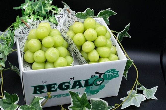 【2026年発送分 先行予約】頬張る幸福感　～緑の宝石・シャインマスカット～　２ｋｇ以上（３～５房） フルーツ 山梨県産 果物 シャイン マスカット ぶどう ブドウ 大粒 種なし 種無し 先行予約 富士川町