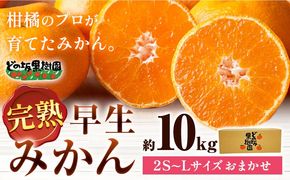 完熟みかん 約10kg サイズおまかせ どの坂果樹園《12月上旬-2027年2月上旬頃出荷予定》和歌山県 日高町 みかん 早生 旬 柑橘 フルーツ 果物 蜜柑 ミカン---wsh_dsk53_12j2j_25_18000_10kg---