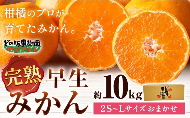 完熟みかん 約10kg サイズおまかせ どの坂果樹園《12月上旬-2027年2月上旬頃出荷予定》和歌山県 日高町 みかん 早生 旬 柑橘 フルーツ 果物 蜜柑 ミカン---wsh_dsk53_12j2j_25_18000_10kg---