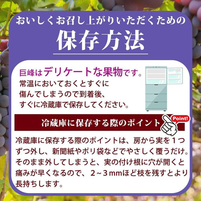 紀州有田産の種なし巨峰ぶどう２房（約800g〜1kg）AN049