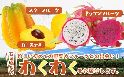 沖縄 石垣島 新鮮 島やさい・くだもの BOX 【 野菜・フルーツ 詰め合わせセット 】1箱 ≪お野菜4～5種類、フルーツ1~2種類≫