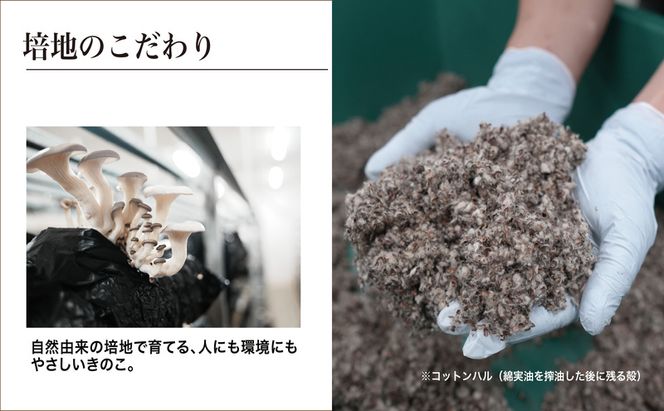 京都府産オーガニック　ヒラタケ（6パック入り約840g）