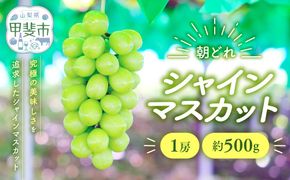 【2026年/令和8年発送分】シャインマスカット1房　約500g　人気　おすすめ　国産　贈答　ギフト　お取り寄せ　山梨県産　産地直送　フルーツ　果物　くだもの　ぶどう　ブドウ　葡萄　シャイン　シャインマスカット　新鮮　AV-31