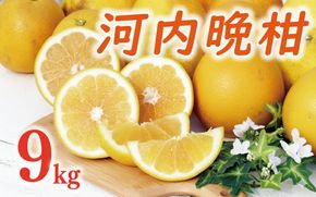 数量限定 先行予約 河内晩柑 樹齢 20年以上 9kg （ Lサイズ 以上 ） 12000円 みかん mikan 蜜柑 ミカン かわちばんかん 愛南ゴールド あいなん ゴールド 文旦 派生 和製 グレープフルーツ 家庭用 産地直送 国産 農家直送 期間限定 特産品 ゼリー ジュース アイス 等に 人気 限定 甘い さわやか フルーツ 果物 柑橘 蜜柑 くらもとファーム 愛南町 愛媛県