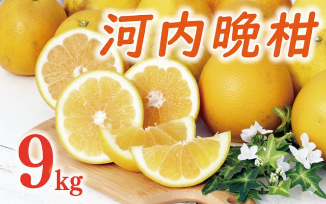 数量限定 先行予約 河内晩柑 樹齢 20年以上 9kg （ Lサイズ 以上 ） 12000円 みかん mikan 蜜柑 ミカン かわちばんかん 愛南ゴールド あいなん ゴールド 文旦 派生 和製 グレープフルーツ 家庭用 産地直送 国産 農家直送 期間限定 特産品 ゼリー ジュース アイス 等に 人気 限定 甘い さわやか フルーツ 果物 柑橘 蜜柑 くらもとファーム 愛南町 愛媛県
