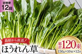 AI325 定期便 12回 ほうれん草 10束 [ 野菜 ホウレン草 やさい ホウレンソウ 冷蔵 葉物野菜 田中農園 長崎県 島原市 ]