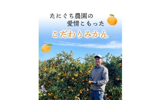 たにぐち農園早生温州みかん(マルチ栽培)　3kg【11月下旬～12月中旬に順次発送】 / 不揃い 早生 温州 みかん 蜜柑【mtn101A】