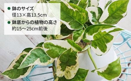 もっとも美しいポトスの進化型『 ポトス ・ エンジョイ 』 糸島市 / cocoha 観葉植物 [AWB028]