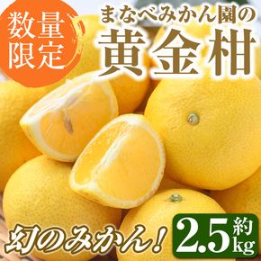 ＜先行予約受付中！2027年2月上旬以降順次発送予定＞まなべみかん園の黄金柑(約2.5kg) 国産 鹿児島県産 阿久根市産 柑橘類 果物 フルーツ みかん ミカン 蜜柑 期間限定 数量限定 贈答用 ギフト プレゼント デザート 【有限会社まなべみかん園】akn034-01