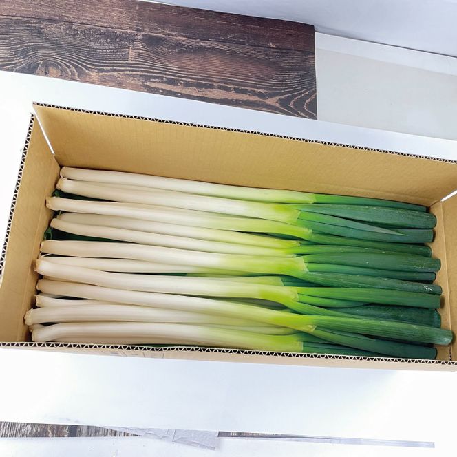 河野農園 新鮮 長ねぎ 約5.5kg｜ねぎ 野菜 茨城県 行方市(HW-2)