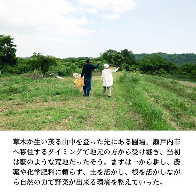 小鶴農園 季節のお野菜7～9品目セット（農薬・化学肥料不使用）【配達不可：北海道・沖縄・離島】 詰合せ 