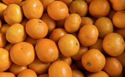 [秀品]和歌山有田みかん　約10kg(2Sサイズ) ※2026年11月中旬～2027年1月中旬頃順次発送【tec832B】