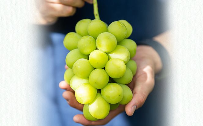 シャインマスカット 約 2kg (4～5房) 先行予約 ぶどう 種なし 果物 2026年 9月～発送