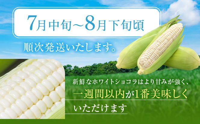 【2026年7月発送】富良野産 ホワイトコーン『ホワイトショコラ』BIG 2Lサイズ10本 とうもろこし