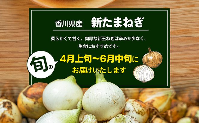 香川県産　新たまねぎ　約5kg
