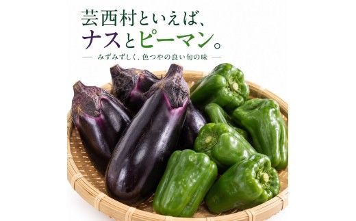 朝どれ！野菜の詰合せ 3ヶ月定期便 芸西村で採れた新鮮な野菜6～8種類をお届けします。 野菜 野菜詰め合わせ 野菜セット 詰め合わせ ナス ピーマン 