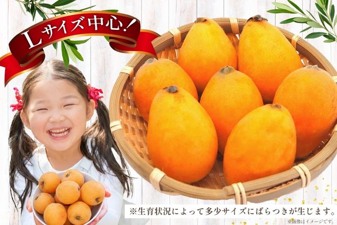 AF220【令和8年度出荷分】果汁たっぷり！川田さん家の温室栽培びわ 500g [びわ ビワ フルーツ 果物 長崎県 島原市]