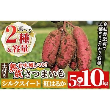 a845 [種類・内容量が選べる]鹿児島県産さつまいも土付き5〜10kg(シルクスイート・紅はるか)[コウエイ環境]姶良市 鹿児島県産 さつまいも サツマイモ 熟成芋 さつま芋 シルクスイート 紅はるか 5kg 10kg 生芋