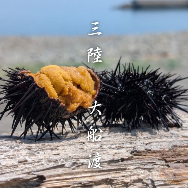 塩うに（80g） 焼うに（80g×2） セット 雲丹 うに ウニ uni sea urchin 寿司 焼き雲丹 焼雲丹 汐うに 潮うに 海鮮 魚貝類 魚介類 キタムラサキウニ 小分け ウニ丼 ご飯 白米 おつまみ 三陸産 被災 震災 火災 支援 応援 岩手県 大船渡市