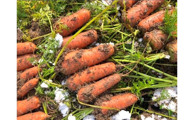 【先行予約（2026年12月上旬～順次発送）】＜てんとうむしばたけ＞有機にんじん5kg　BR00082