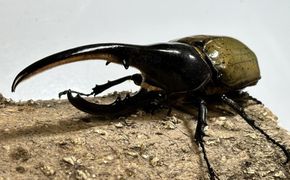 【先行予約】ヘラクレスオオカブトペア（オス130mm～140mm前後・メスフリー）※配送不可地域あり【2026年3月より順次発送】 304018_CW001