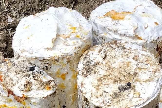 京丹後市産　原木マイタケほだ木　派生品セット(3袋)　NU00003