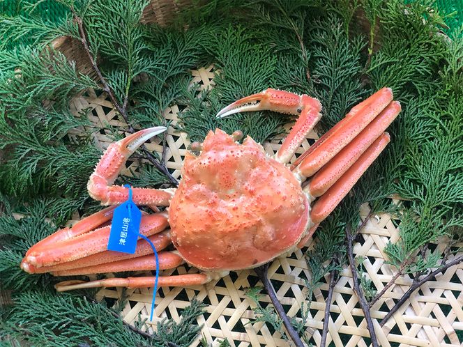 期間・数量限定 タグ付き 津居山産 松葉ガニ 1杯 / 茹で 900g～1kg / 新鮮 松葉がに 松葉蟹 ズワイガニ ずわいがに かに カニ 蟹 ボイル 冷蔵 海鮮 お取り寄せ グルメ 兵庫県 豊岡市 津居山漁港 但馬漁業協同組合