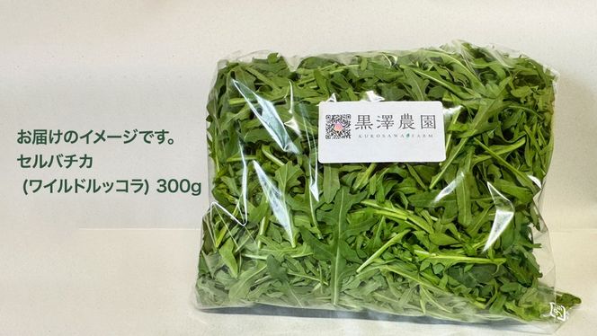 つくばみらい市 で栽培した セルバチカ ( ワイルドルッコラ ) 300g サラダ さらだ ルッコラ ハーブ 新鮮 国産 辛い セルバチコ ベビーリーフ イタリア野菜 イタリア料理 イタリアン パスタ 高級 トッピング 大容量 たっぷり [DS08-NT]