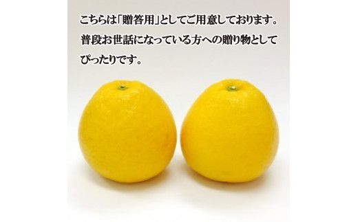 数量限定 先行予約 贈答用 河内晩柑 3kg 7000円 みかん かわちばんかん 愛南ゴールド あいなん ゴールド 夏 文旦 和製 グレープフルーツ 家庭用 産地直送 国産 農家直送 期間限定 ビタミン 健康 おいしい 特産品 ゼリー ジュース アイス 等に 人気 限定 さわやか 甘い フルーツ 果物 柑橘 mikan 蜜柑 ミカン ギフト プレゼント おすそわけ お試し 吉田農園 愛南町 愛媛県
