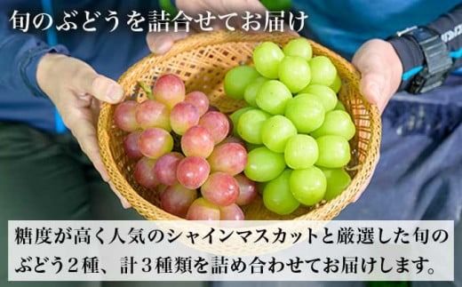 ぶどう 3種詰合せ 旬のぶどうの宝石箱 約1.5kg 3房 ［おぶせファーマーズ］ 果物 フルーツ くだもの ぶどう 葡萄 ブドウ クール便 冷蔵便 令和7年産 【2025年9月中旬～10月下旬発送】 ［F-546］