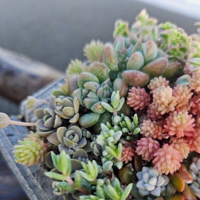 159-2055-02　セダム（多肉植物） 寄せ植えキッド：3個セット 【 神奈川県 大磯町 】