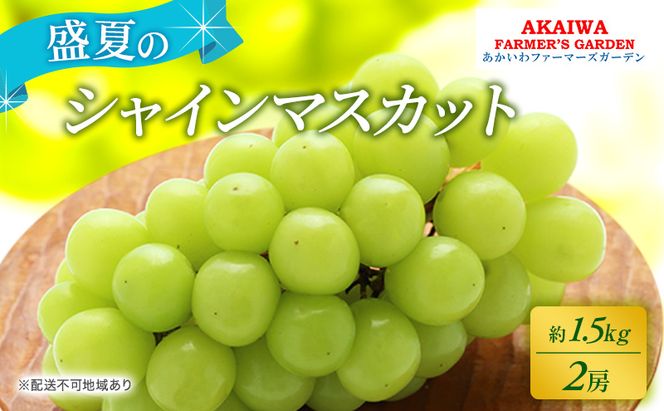 ぶどう 2026年 先行予約 シャインマスカット 約1.5kg 2房 盛夏 葡萄 岡山県 赤磐市産 フルーツ 果物 あかいわファーマーズガーデン 果物類