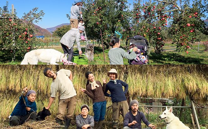 【2026年9月～発送】種ありナイアガラ 約2kg 安心安全 こだわりの栽培方法 除草剤不使用 栽培期間中 ネオニコチノイド系農薬不使用 化学合成肥料不使用 